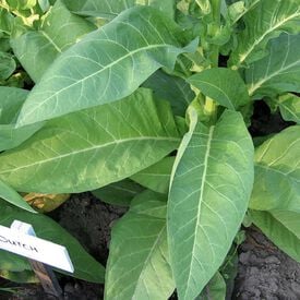Ohio Dutch, Tobacco Seed